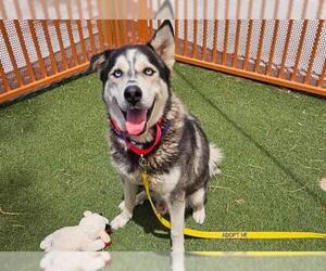 Siberian Husky-Unknown Mix Dogs for adoption in Las Vegas, NV, USA