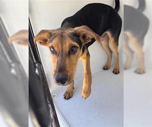 German Shepherd Dog Dogs for adoption in Houston, TX, USA