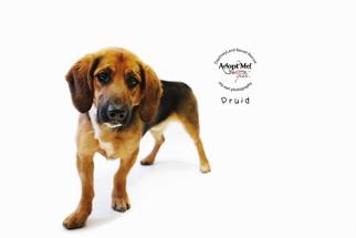Medium Photo #1 Basset Hound-German Shepherd Dog Mix Puppy For Sale in Los Angeles, CA, USA