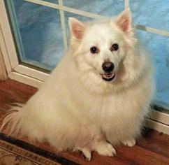 American Eskimo Dog Dogs for adoption in Rochester, NY, USA