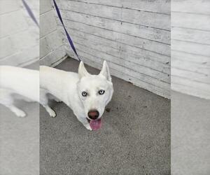 Siberian Husky-Unknown Mix Dogs for adoption in San Bernardino, CA, USA