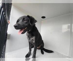 Lab-Pointer Dogs for adoption in Houston, TX, USA