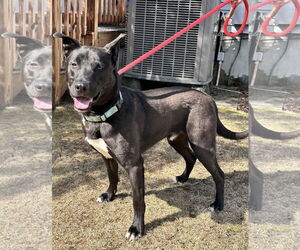 Labrador Retriever-Unknown Mix Dogs for adoption in Sterling, MA, USA