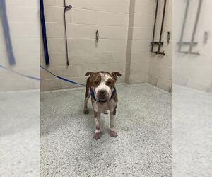 American Pit Bull Terrier Dogs for adoption in Conroe, TX, USA