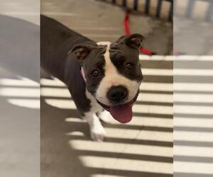 Mutt Dogs for adoption in Santa Maria, CA, USA