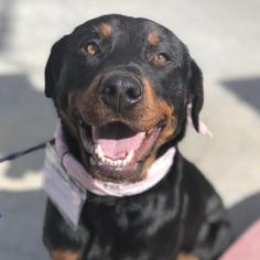 Rottweiler Dogs for adoption in San Diego, CA, USA