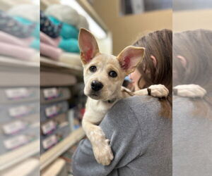 Mutt Dogs for adoption in Claremore, OK, USA