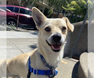 Mutt Dogs for adoption in San Francisco, CA, USA