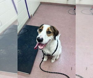 German Wirehaired Pointer-Unknown Mix Dogs for adoption in Ogden, UT, USA