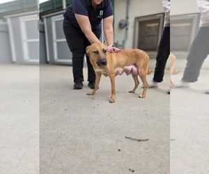American Pit Bull Terrier-Labrador Retriever Mix Dogs for adoption in Princeton, MN, USA