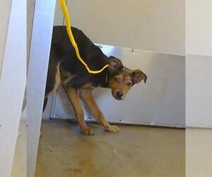 Labrador Retriever-Unknown Mix Dogs for adoption in Sacramento, CA, USA