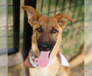 German Shepherd Dog-Unknown Mix Dogs for adoption in San Antonio, TX, USA