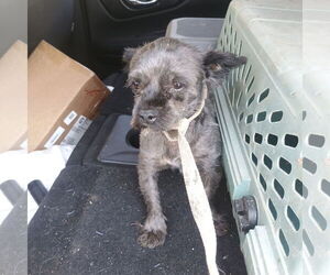 Mutt Dogs for adoption in Bonifay, MO, USA