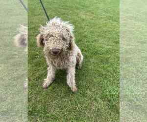 Labradoodle Dogs for adoption in Princeton, MN, USA