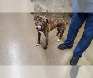 American Pit Bull Terrier-Unknown Mix Dogs for adoption in Aurora, IL, USA