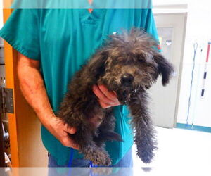 Poodle (Miniature)-Unknown Mix Dogs for adoption in Oroville, CA, USA