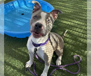 American Pit Bull Terrier-Unknown Mix Dogs for adoption in Las Vegas, NV, USA