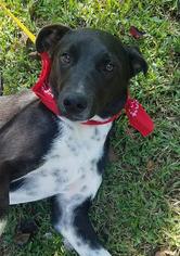 Labrador Retriever Dogs for adoption in Guilford, CT, USA