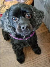Cocker Spaniel Dogs for adoption in Twin Lakes, WI, USA