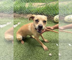 Chihuahua Dogs for adoption in Pasadena, TX, USA