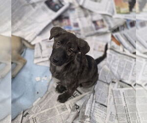 Holland Shepherd-Unknown Mix Dogs for adoption in SHERBURNE, NY, USA