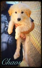 Golden Pyrenees Dogs for adoption in St. George, UT, USA