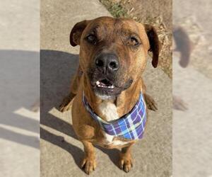 Mutt Dogs for adoption in Tulsa, OK, USA