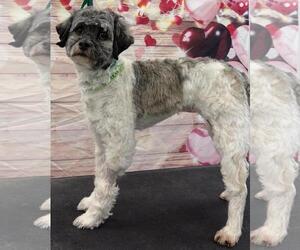 Havanese Dogs for adoption in Westminster, MD, USA