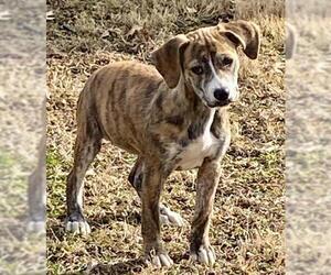 Mutt Dogs for adoption in Pevely, MO, USA