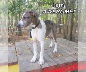 Catahoula Leopard Dog-Unknown Mix Dogs for adoption in Camden, SC, USA