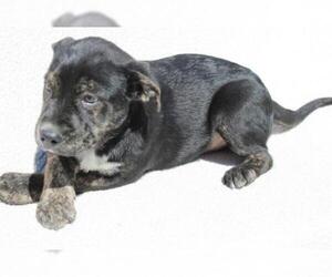 American Bulldog Dogs for adoption in Olathe, KS, USA