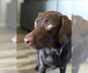 Sheprador Dogs for adoption in Gretna, NE, USA
