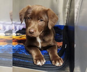Labrador Retriever Dogs for adoption in Decatur, IL, USA