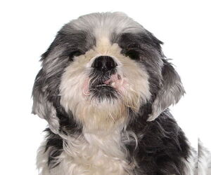 Shih Tzu Dogs for adoption in Oakland Park, FL, USA