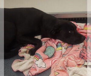 American Pit Bull Terrier-Labrador Retriever Mix Dogs for adoption in Glen Allen, VA, USA