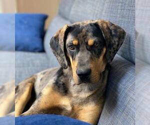 Catahoula Leopard Dog-Unknown Mix Dogs for adoption in Albuquerque, NM, USA