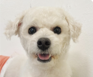 Medium Photo #1 Poodle (Miniature) Puppy For Sale in San Ramon, CA, USA