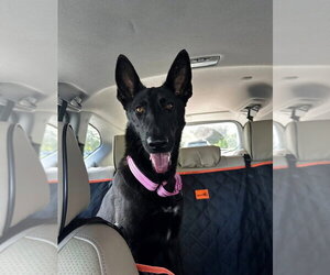 Mutt Dogs for adoption in Imlay City, MI, USA