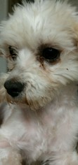 Maltese Dogs for adoption in REDDING, CA, USA