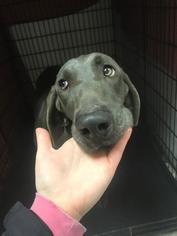 Weimaraner Dogs for adoption in Lancaster, PA, USA