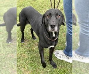 American Pit Bull Terrier-Unknown Mix Dogs for adoption in Conroe, TX, USA