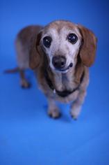 Medium Photo #1 Dachshund Puppy For Sale in Tallahassee, FL, USA