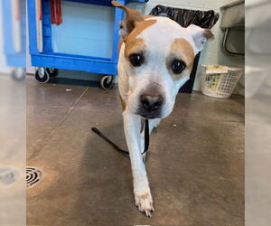 American Staffordshire Terrier-Unknown Mix Dogs for adoption in Tavares, FL, USA