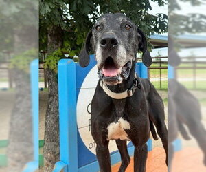 Great Dane Dogs for adoption in Bullard, TX, USA
