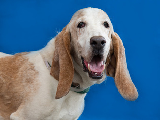 Basset Hound Dogs for adoption in Pasadena, CA, USA