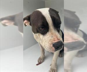 American Pit Bull Terrier Dogs for adoption in Houston, TX, USA