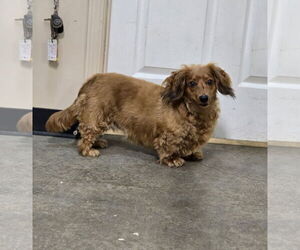 Dachshund Dogs for adoption in Social Circle, GA, USA