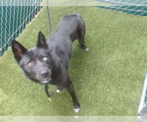 Siberian Husky-Unknown Mix Dogs for adoption in Downey, CA, USA