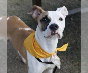 Labrador Retriever-Unknown Mix Dogs for adoption in San Antonio, TX, USA