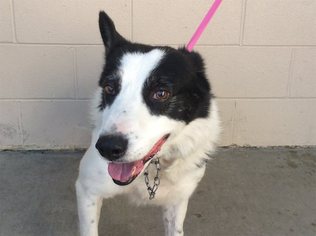 Border Collie Dogs for adoption in pomona, CA, USA